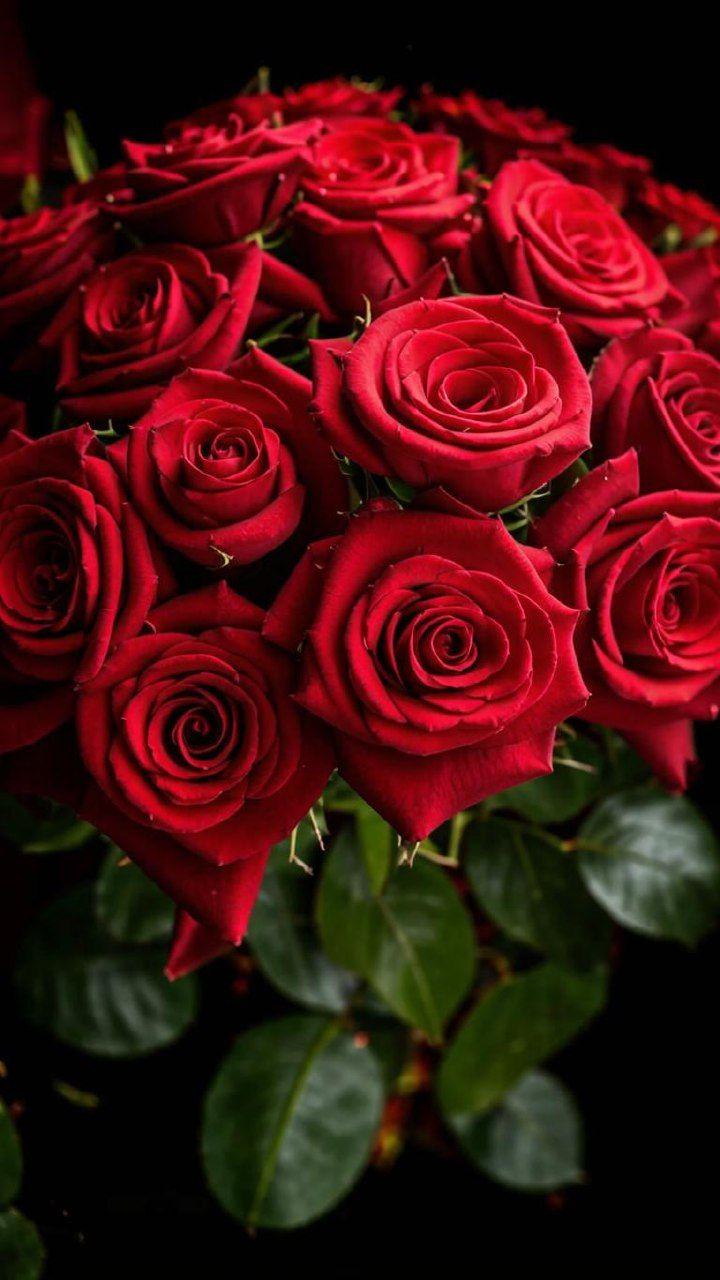 Velvet Embrace: Luxe Blossoms of Affection